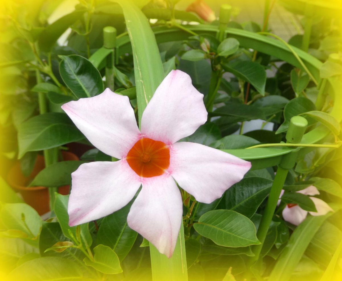 やまうさぎ در توییتر サンパラソルの花 サンパラソル はキョウチクトウ科 原産地はエクアドル ボリビアなどに約100種程度分布しているそうです サンパラソルは耐寒性に弱く耐暑性暑に強くサンパラソルはマンデビラの改良品種で大輪でカラフルな花色は白 ピンク 赤