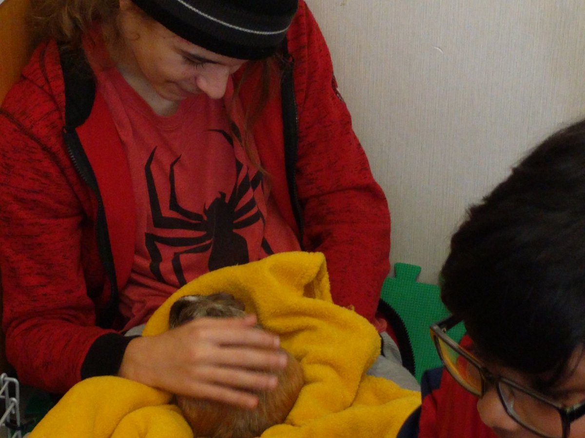 TaunyaAhier's tweet photo. Our first #Pause4Paws of this school year @GenCrerar was perfect because we got to chill together, spread kindness to the rescued guinea pigs &amp; spend time as friends! @EcoSchoolsTDSB @LC3_TDSB https://t.co/i7CbgBMmN1