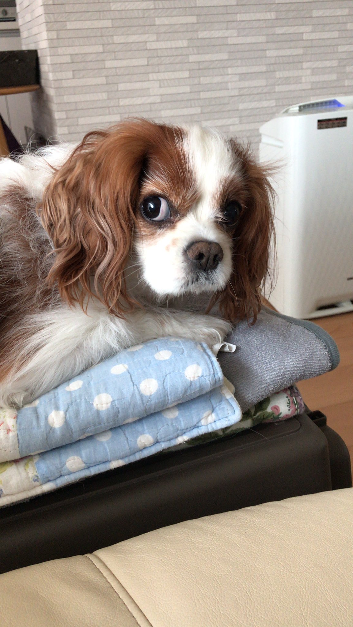 Lily 散歩中 向こうから来た長身イケメンがルイを見て口元を緩めたのを私は見逃さなかった 犬好きなイケメン すばらしい朝 犬のいる幸せ キャバリア T Co Zbpbuyxlzy Twitter Lily 散歩中 向こうから来た長身イケメンがルイを見て口元を緩めたのを私は見逃さなかった 犬好きなイケメン すばらしい朝 犬のいる幸せ キャバリア T Co Zbpbuyxlzy Twitter