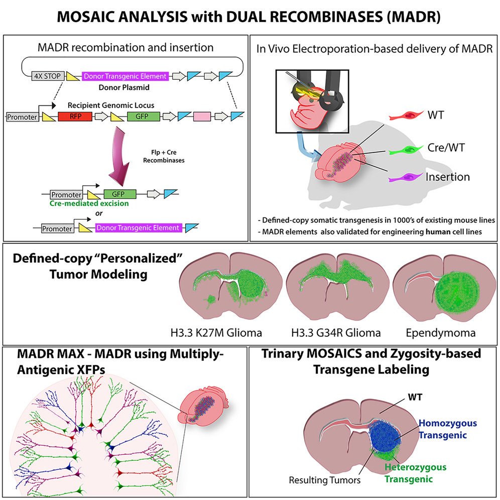 JTsyporin's tweet image. Scientists @CedarsSinai have developed a brilliant new method for generating "personalized" brain tumors in mice. Excited that our expertise in the Chen lab @ucsc contributed to this versatile new resource for scientists.
Congrats @breuniglab @m_danielpour
#neuroscience #MADR