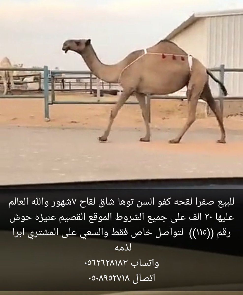 نعرض سلعتك tweet media