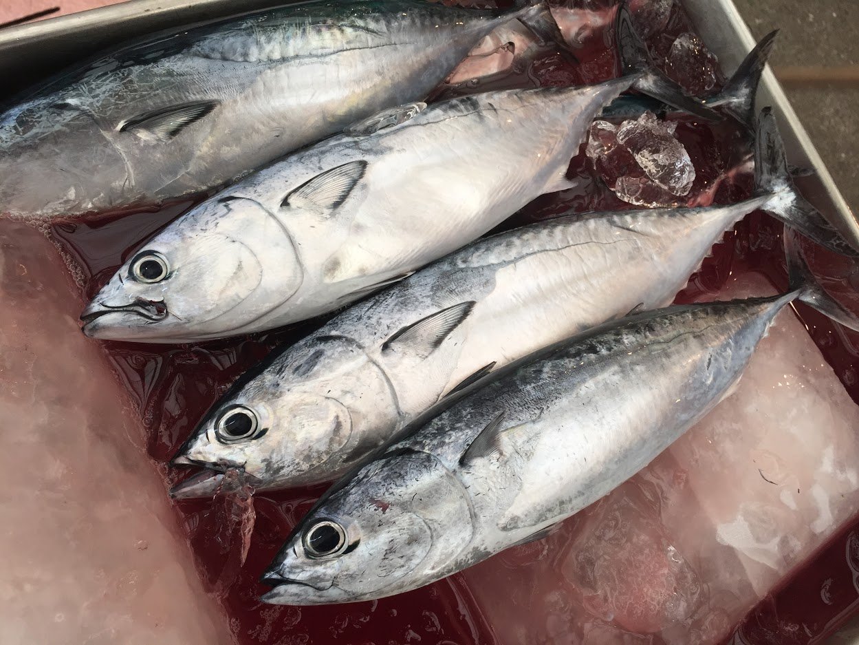 久礼大正町市場 雄誠丸 の本日の魚 三種類あります 違い分かりますか 上 紋付きカツオ お腹の黒点がしるし レア鰹 真ん中 シロス 平べったいソウダガツオ 下 クロス 別名 メジカ 丸っこいソウダガツオ シロスとクロスは