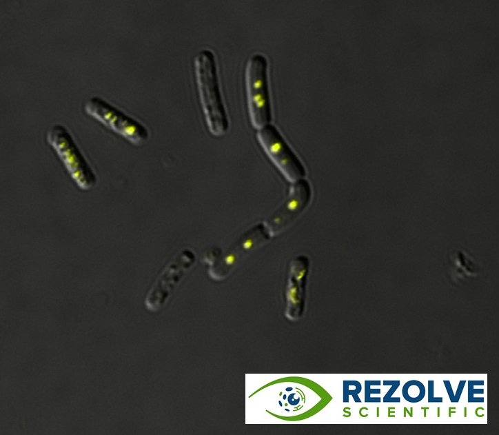 Congratulations to our team for their exciting work on #fluorophores for #Bacteria published recently in Chemistry.  Follow link: ow.ly/VPwj50whbuE ...  #Microscopy #FluorescentFriday