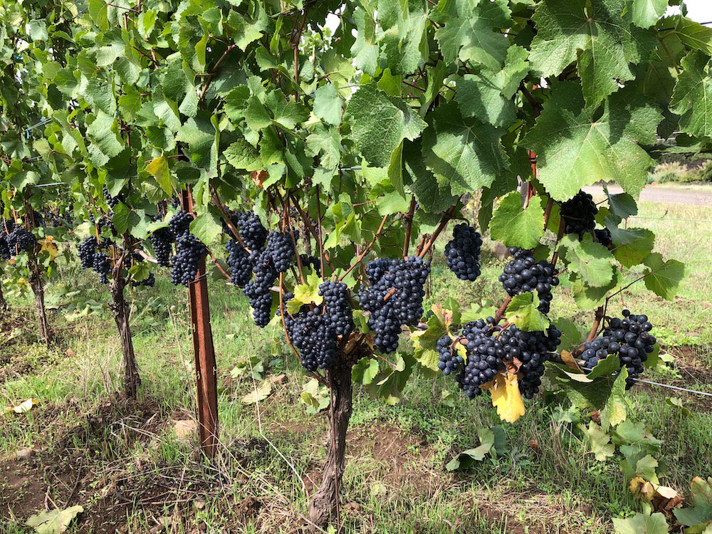 drloosenwines's tweet photo. Harvest begins at Ernst Loosen's J. Christopher winery in Oregon's Willamette Valley w/ Chardonnay from our friend &amp; neighbor Vidon Vineyard. Meanwhile, Pinot Noir awaits in the winery's Appassionata Vineyard. #wine #jchristopher #ernstloosen #wvwine #oregonwine #harvest2019 https://t.co/oASwKgXm13