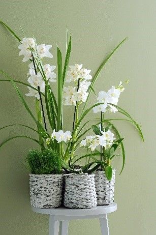 Pure &amp; sustainable
A white orchid in a used wicker basket understands the art of creating rhythm and tranquility. Not only better for ourselves but also for the environment. #HoogBos #HoogBosorchids #GorgeousGold #orchids #phalaenopsis #grower #instaplants #instaflowers