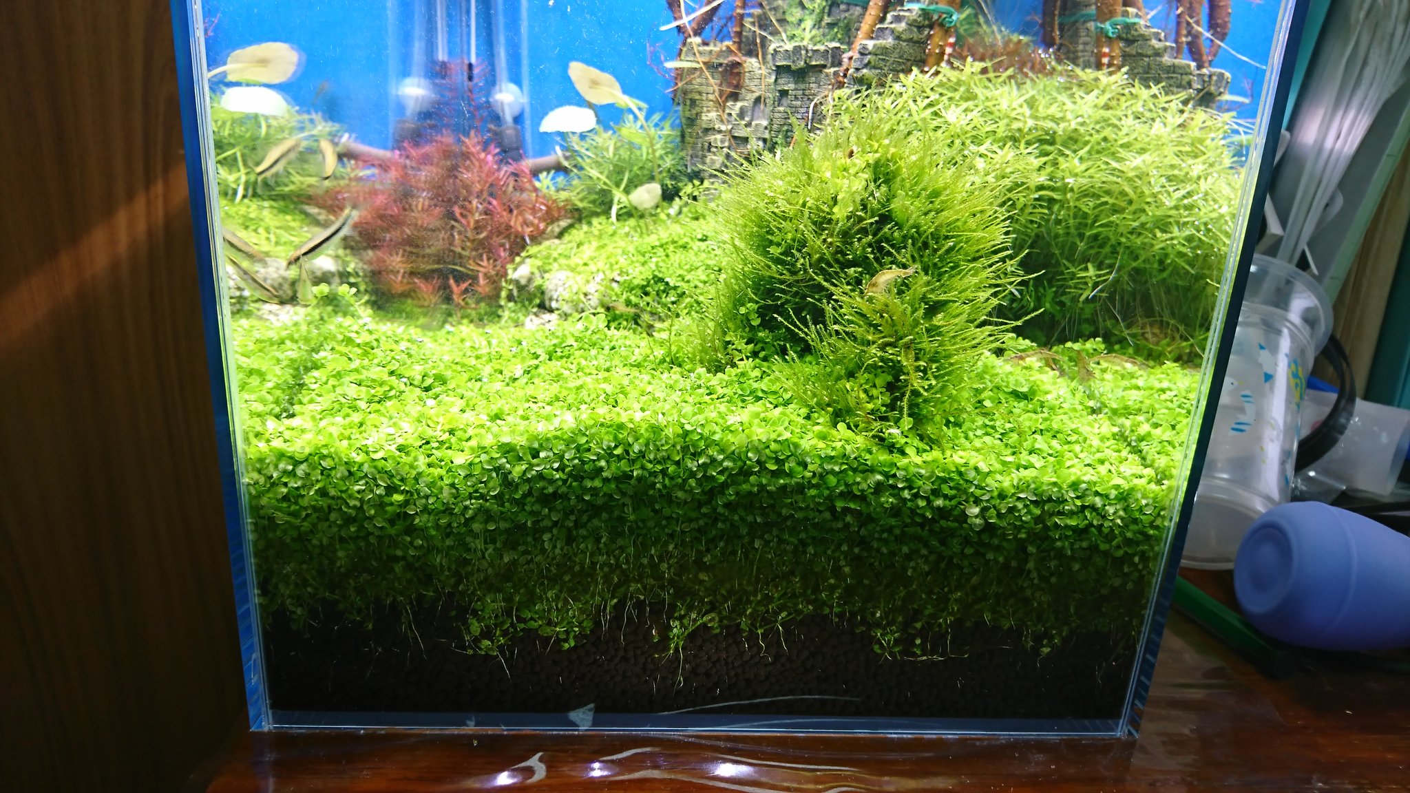 よしアクア ニューラージパールグラスをトリミングせねば ソイルの厚みより厚くなって ロボット兵の腰辺りまで埋もれてる 笑 熱帯魚 アクアリウム T Co Xjcpx0vztp Twitter