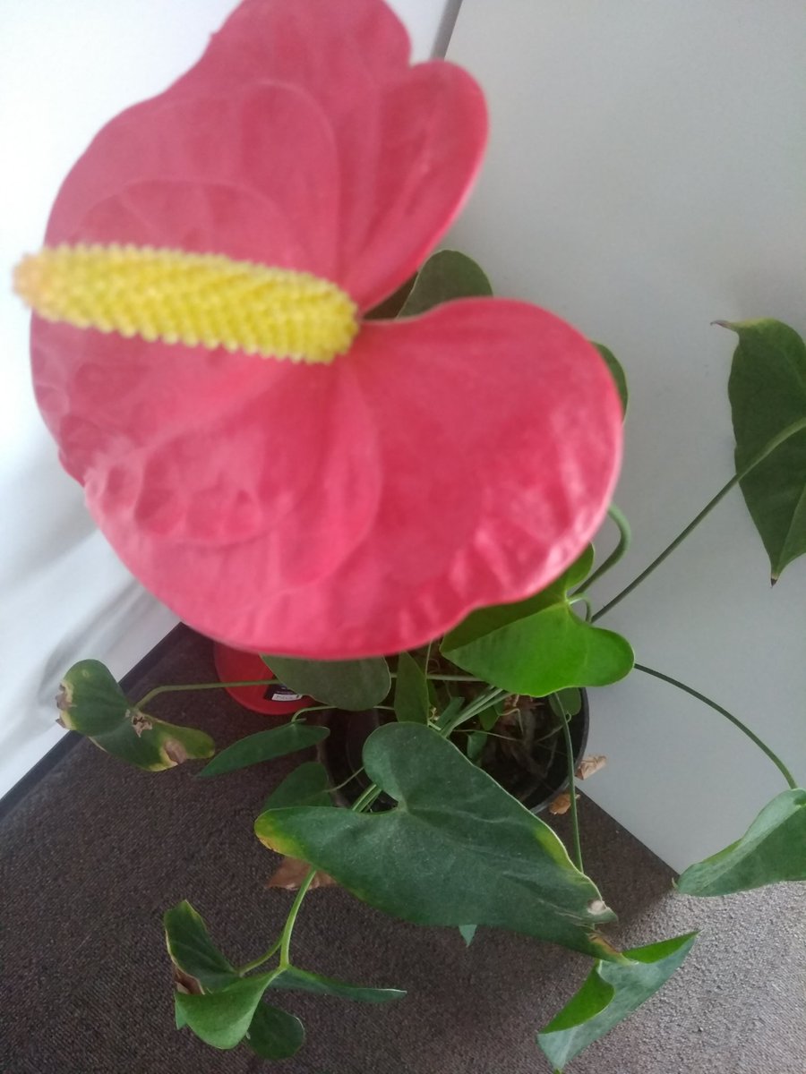 ネプギア 公式でもbotでもありません Dbszqww0wirkeah Twitter ネプギア 公式でもbotでもありません Dbszqww0wirkeah Twitter