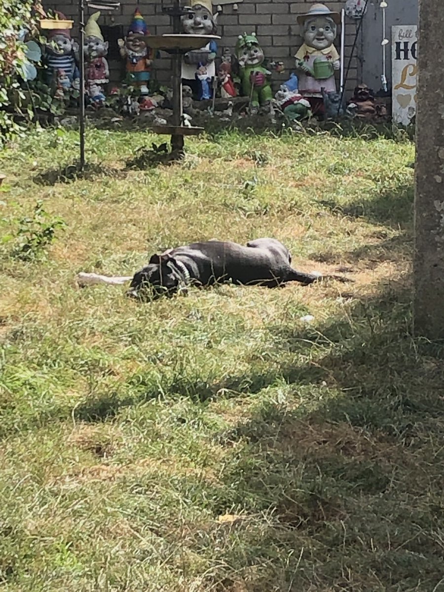 Don’t mind me... Just enjoying the last of the summer #Dog #DogLife #Dogs #DogsofTwittter #staffordshirebullterrier #Staffy #TheRuffRiderz #ZSHQ #Sun #FridayFeeling