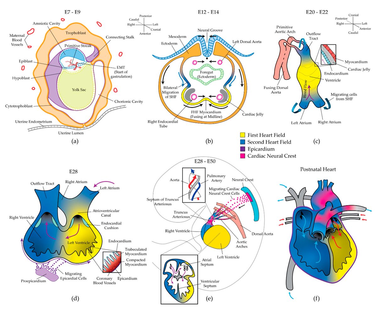 Diseases_MDPI's tweet image. Welcome to read this paper "Epigenetics and Mechanobiology in Heart Development and Congenital Heart Disease" by Professor Jeffrey G. Jacot @dubiousjj 
mdpi.com/2079-9721/7/3/…