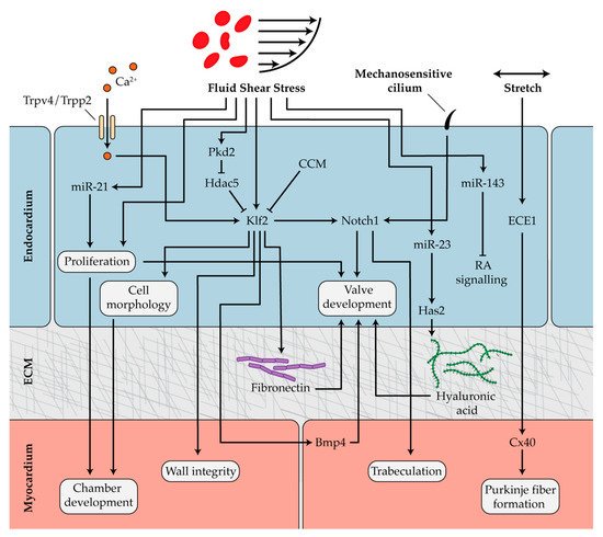 Diseases MDPI (@diseases_mdpi) on Twitter photo Welcome to read this paper "Epigenetics and Mechanobiology in Heart Development and Congenital Heart Disease" by Professor Jeffrey G. Jacot <a href="/dubiousjj/">Jeff Jacot</a>
mdpi.com/2079-9721/7/3/… Welcome to read this paper "Epigenetics and Mechanobiology in Heart Development and Congenital Heart Disease" by Professor Jeffrey G. Jacot <a href="/dubiousjj/">Jeff Jacot</a>
mdpi.com/2079-9721/7/3/…