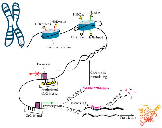 Diseases_MDPI's tweet image. Welcome to read this paper "Epigenetics and Mechanobiology in Heart Development and Congenital Heart Disease" by Professor Jeffrey G. Jacot @dubiousjj 
mdpi.com/2079-9721/7/3/…