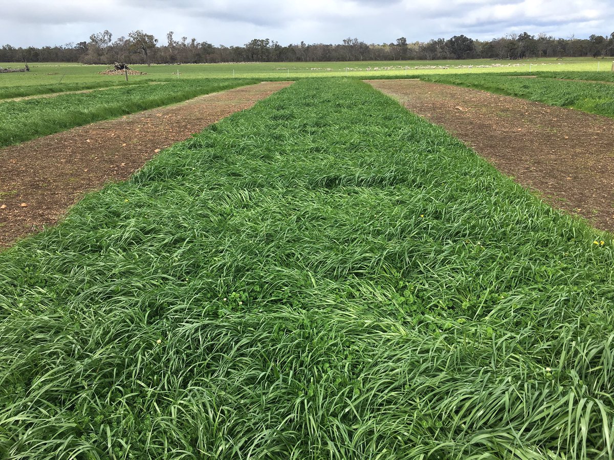 CSBPfertilisers's tweet photo. The PGG Wrightson Seeds and Boyup Brook Farm Supplies pasture demonstration at todayβs Rylington Park field day #CSBPFertilisers #CSBPdiscovermore https://t.co/n8515lEI6x