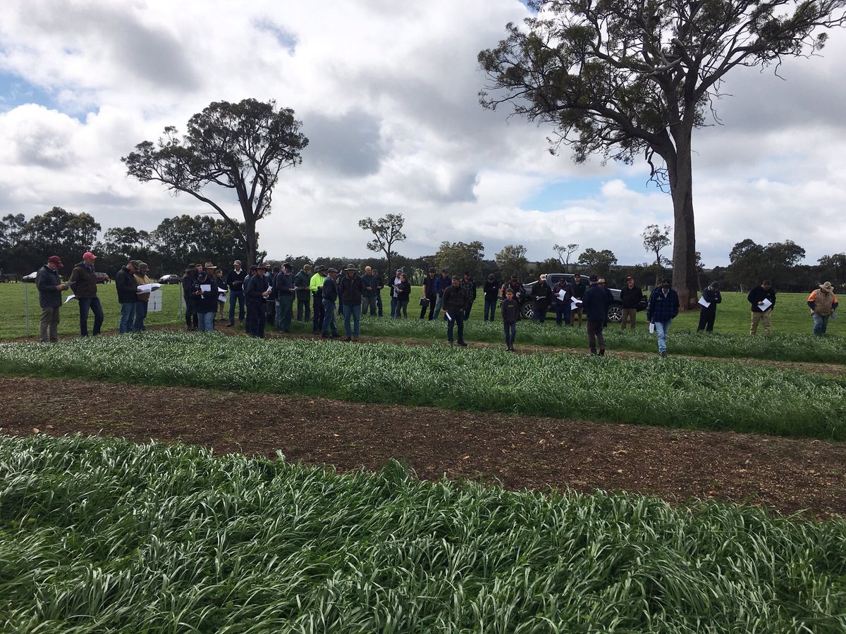 CSBPfertilisers's tweet photo. The PGG Wrightson Seeds and Boyup Brook Farm Supplies pasture demonstration at todayβs Rylington Park field day #CSBPFertilisers #CSBPdiscovermore https://t.co/n8515lEI6x