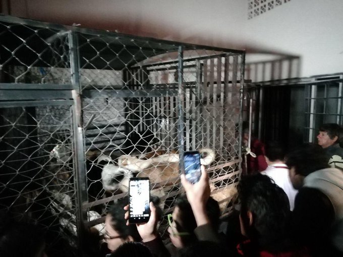 JCarlos_Valerio's tweet photo. Por lo menos 30 canes compartían una jaula en un departamento de Bosques de San Sebastián y aparentemente eran objeto de maltrato por parte de una señora, de acuerdo a vecinos. Lamentablemente sí había restos en un refrigerador, aunque se desconocen razones. Vía: @AmbienteGobPue https://t.co/Nfk0Duxg4q