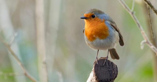Limportant_fr's tweet photo. 3 milliards d'oiseaux ont disparu en Amérique du Nord en 45 ans https://t.co/l5PoOwvh4c #Planète https://t.co/S9bN6MZjgB