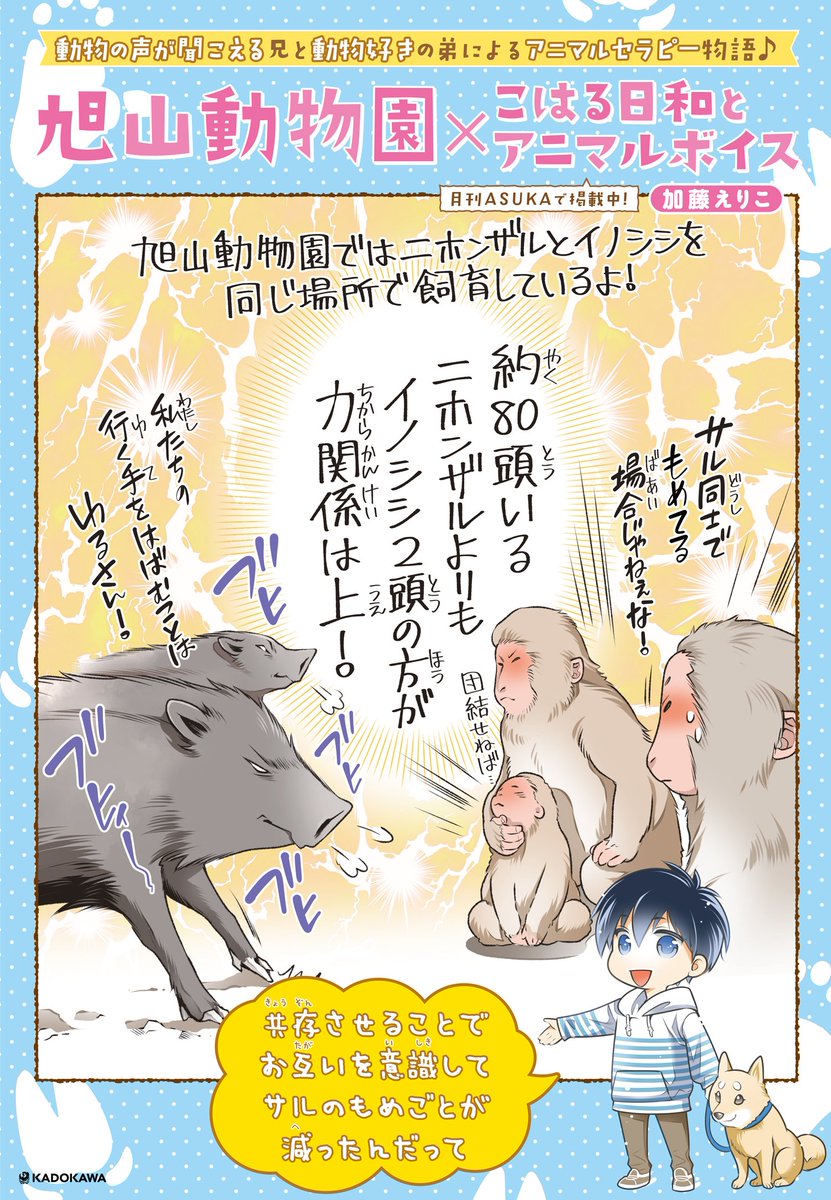 あすか編集部 Auf Twitter 旭山動物園 こはる日和とアニマルボイス 加藤えりこ先生描き下ろしの旭山動物園にいる動物のイラストを公開します 第２回は ニホンザル イノシシ 旭山動物園内でも展示しています 是非探してみてください コラボ詳細は