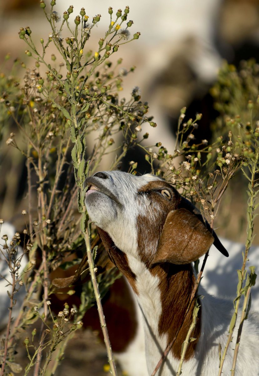 LompocRecord's tweet image. Goats cleared brush from a field this week on the northwest corner of the Wye intersection of Highway 1 and Harris Grade Road, north of #Lompoc.
They were surrounded by an electric fence while a large dog protected the herd as they worked. buff.ly/30xLeE7