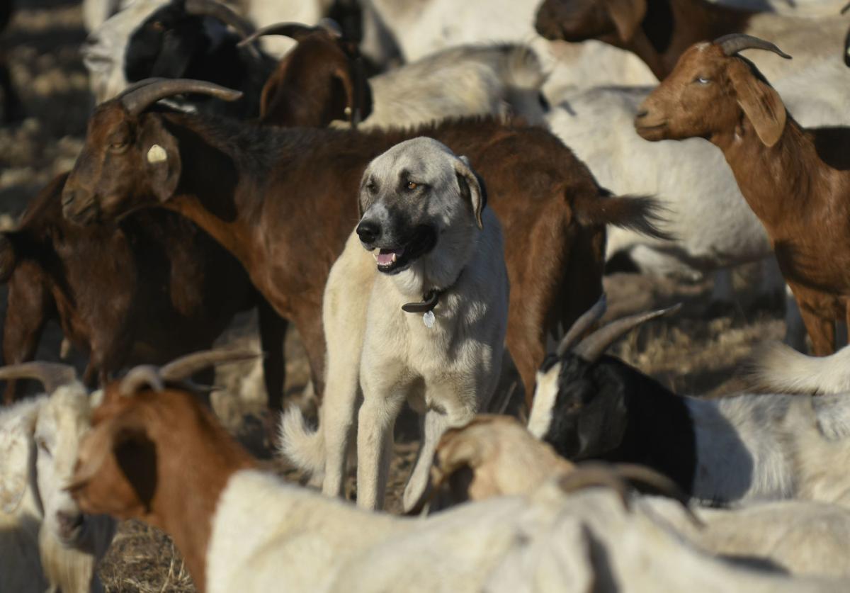LompocRecord's tweet image. Goats cleared brush from a field this week on the northwest corner of the Wye intersection of Highway 1 and Harris Grade Road, north of #Lompoc.
They were surrounded by an electric fence while a large dog protected the herd as they worked. buff.ly/30xLeE7