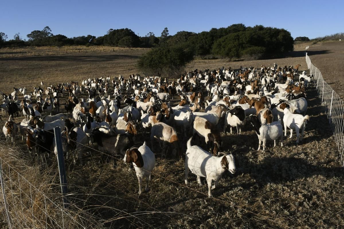LompocRecord's tweet image. Goats cleared brush from a field this week on the northwest corner of the Wye intersection of Highway 1 and Harris Grade Road, north of #Lompoc.
They were surrounded by an electric fence while a large dog protected the herd as they worked. buff.ly/30xLeE7