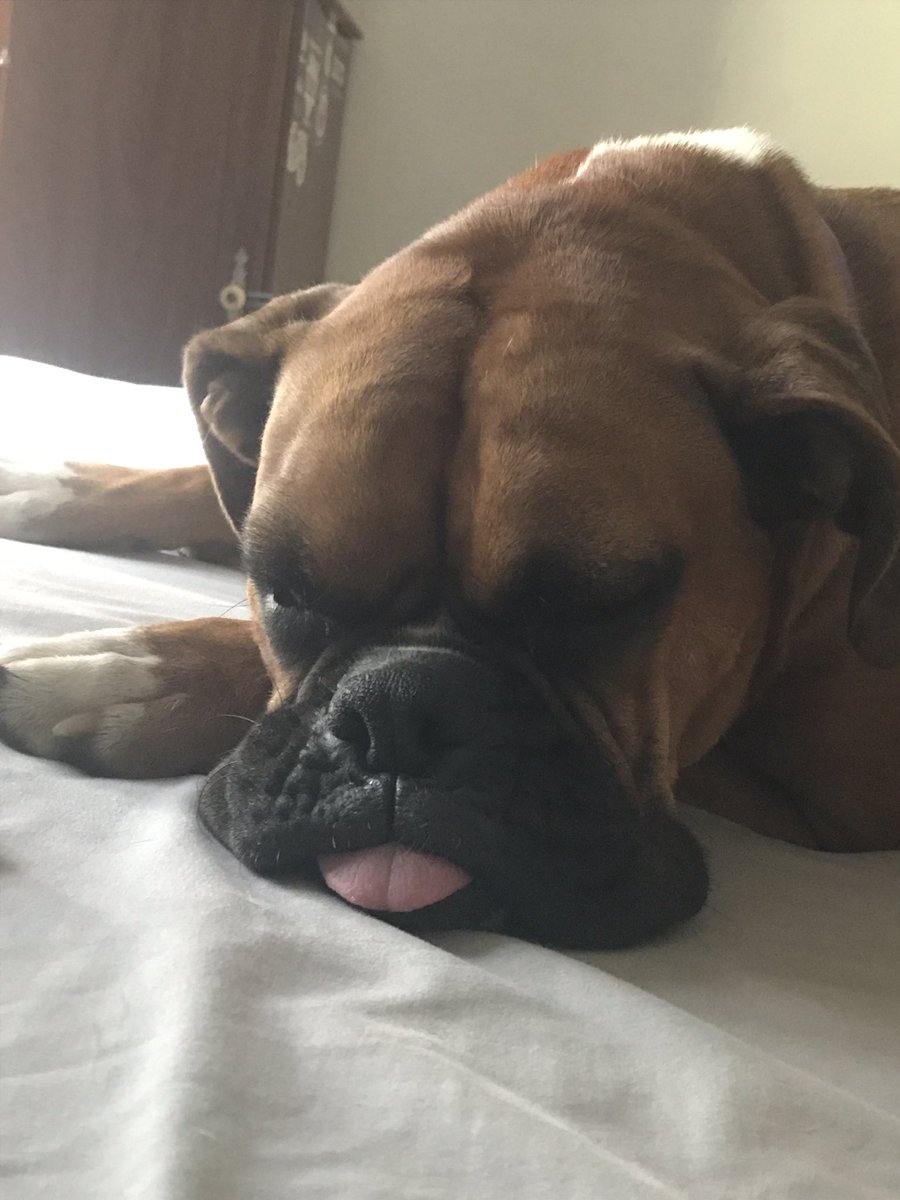 Matthew_D852's tweet photo. Missin my doggo extra tonight https://t.co/8kz70thptx