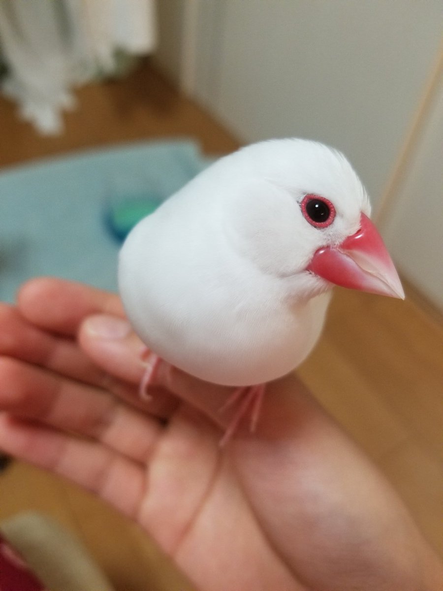 Lu Java文鳥love キメ顔っ 自分の可愛さをわかってるとしか思えない 文鳥 可愛すぎて かわいすぎる Lu Java文鳥love キメ顔っ 自分の可愛さをわかってるとしか思えない 文鳥 可愛すぎて かわいすぎる