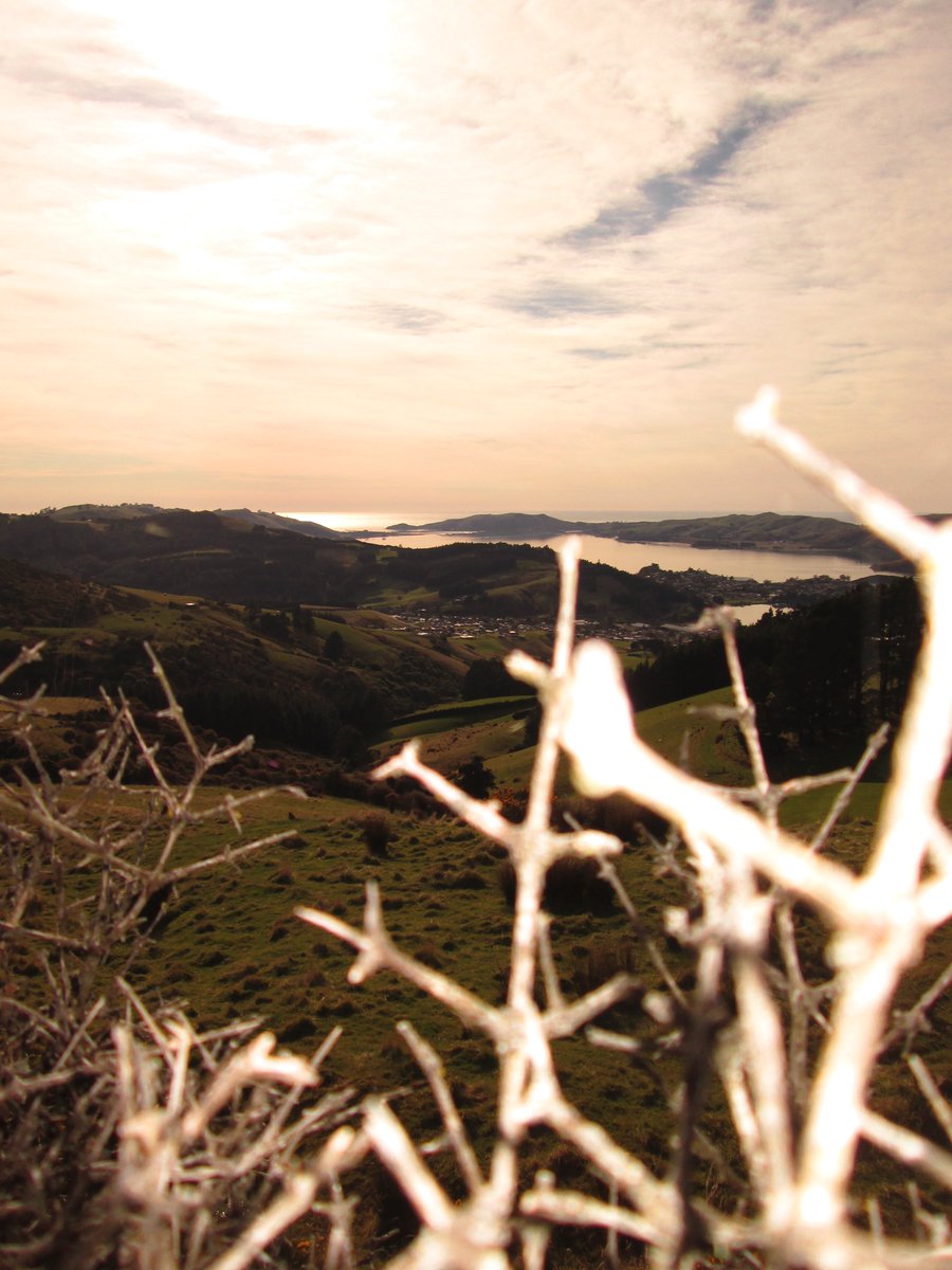 allanrob9's tweet photo. Overlooking #OtagoHarbour from the #MountCargill Road #Dunedin #NZ https://t.co/UqHqMVA5I9