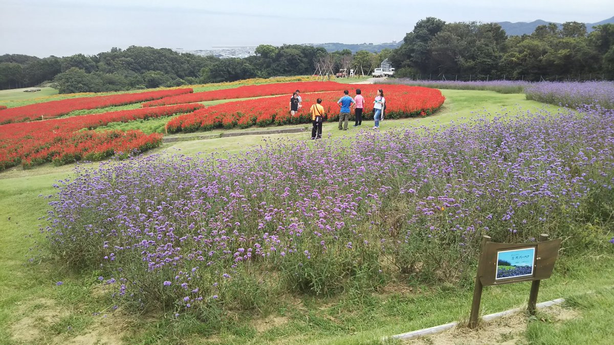 きょうはる 淡路島の人 淡路島の花さじき 手前が3尺バーベナ サルベアが真っ赤に W 奥に見えるのはマリーゴールド 10月にはここにコスモスが咲き乱れます W それと9月から復活した天ぷら屋さん 玉ねぎウマウマ W タコと白身魚も
