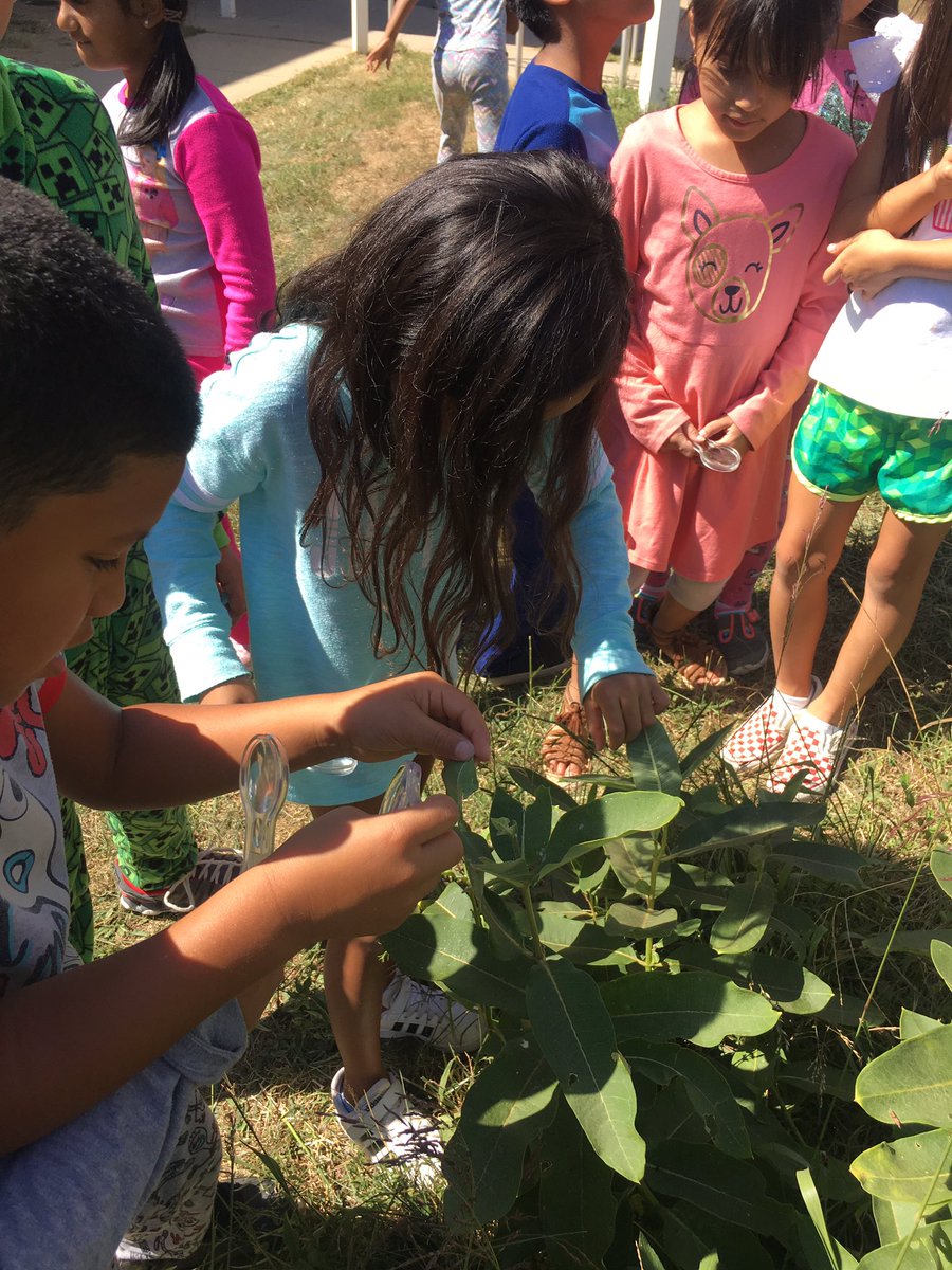 kdpaxson's tweet photo. Our study of Monarch butterflies began today. Our team of scientists discovered a baby caterpillar in our milkweed garden @FCPSMcNairES! https://t.co/kHJNER3XAK