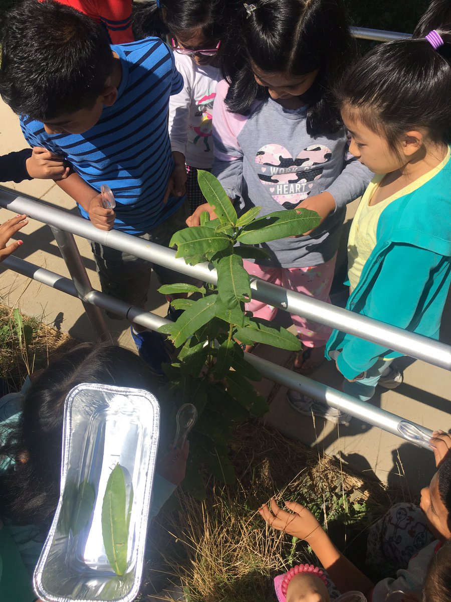kdpaxson's tweet photo. Our study of Monarch butterflies began today. Our team of scientists discovered a baby caterpillar in our milkweed garden @FCPSMcNairES! https://t.co/kHJNER3XAK