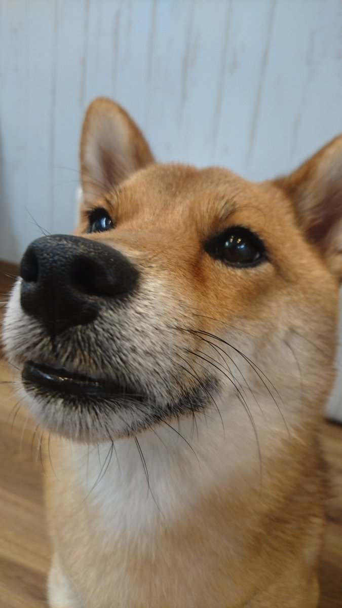 温もりカフェ 定期 温もりカフェは 動物行動学専門トレーナー金庚旭さん Gogogroomersさんのご協力を頂き運営しております 安定していけるようになりましたら そちらへ支援等していきます 温もりカフェ 保護犬 カフェ Cafe 犬 東京 東京