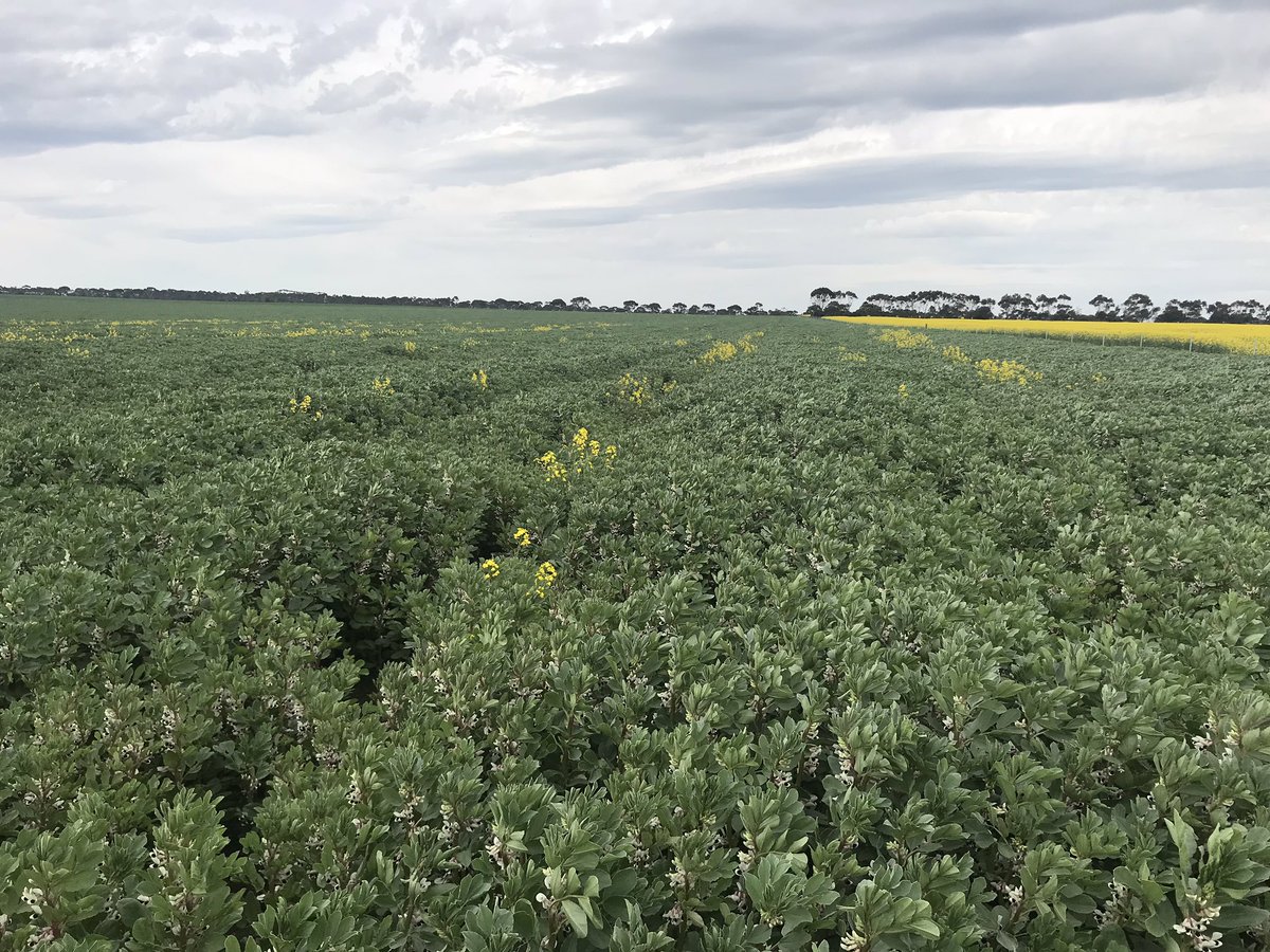 Pain in the bum hard seeded canola in faba. Last canola crop was 2017 RR in this paddock