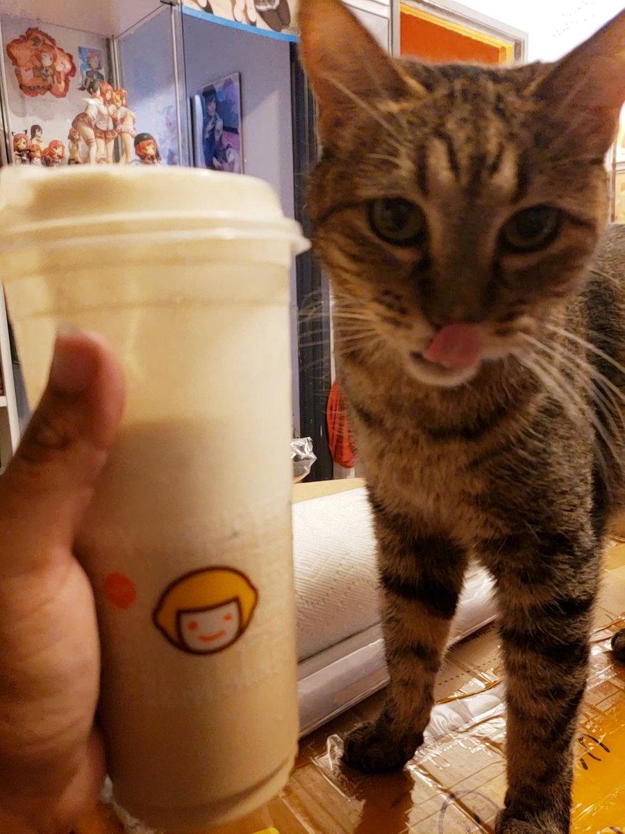 LittleCatPoofs's tweet photo. Trying to enjoy my Happy Lemon salted cheese milk tea, and he wouldn't leave me alone.

Not pictured: Valentine licking the salted cheese off cap after he stole it from me. https://t.co/C7Jx8ImONk