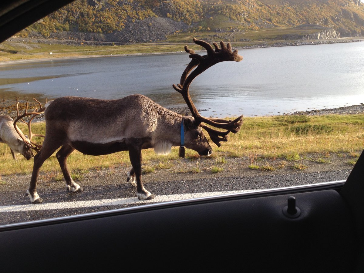 ecochangegroup's tweet photo. The view out the car suggests we might soon run out of land. Not much further north till we meet this fellow's boss. My guess is he wears red...🎅🏼 #sEEIngSanta https://t.co/ncKn2fehHU