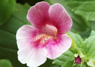 出逢えた憧憬のtwitterイラスト検索結果