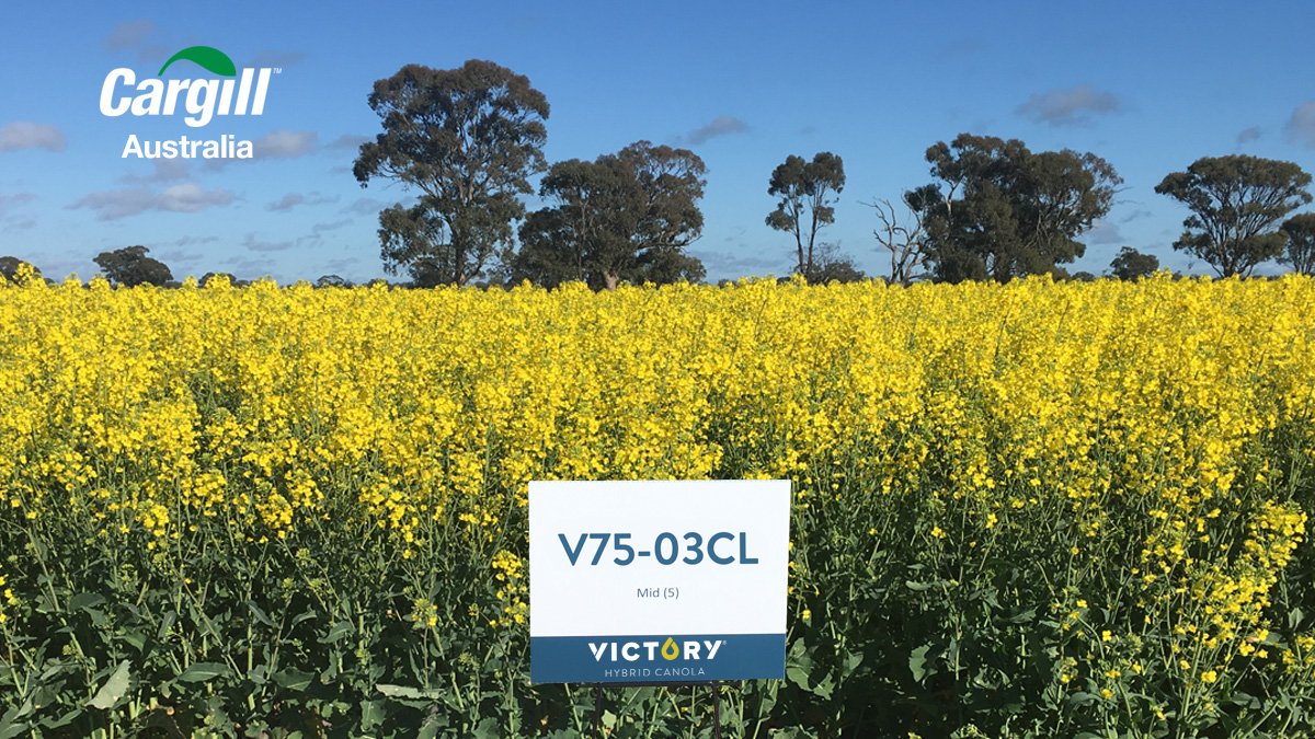 CargillAUS's tweet photo. There's MORE WAYS TO WIN with our new VICTORY® Hybrid V75-03CL. A great addition to the range of VICTORY® Hybrids. Available for the upcoming 2020 planting season. Check out all the features here - https://t.co/POVZCJmxS6. Contracting for 2020 opens soon #VictoryCanola #canola https://t.co/fwLWbnbsoc