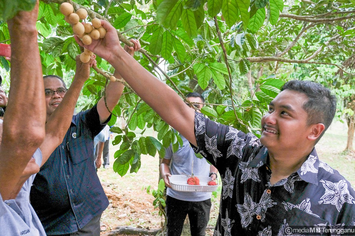 DrAhmadSamsuri's tweet photo. Duli Yang Teramat Mulia Yang DiPertuan Muda Terengganu tidak melepaskan peluang untuk ke ladang buah milik salah seorang rakyat di Pelong bagi merasai sendiri pengalaman memetik buah. Raja berjiwa rakyat, negeri semakin berkat. Menjunjung kasih tuanku. https://t.co/bvj0yJMMlA