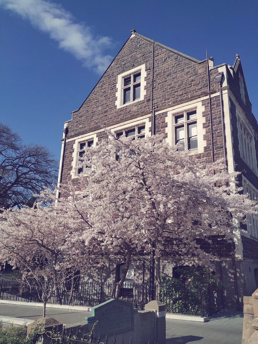 GraceSim8's tweet photo. The arrival of Spring !
#otagouniversity #sakura #cherryblossom #NZ https://t.co/f9rgNZNI6Q