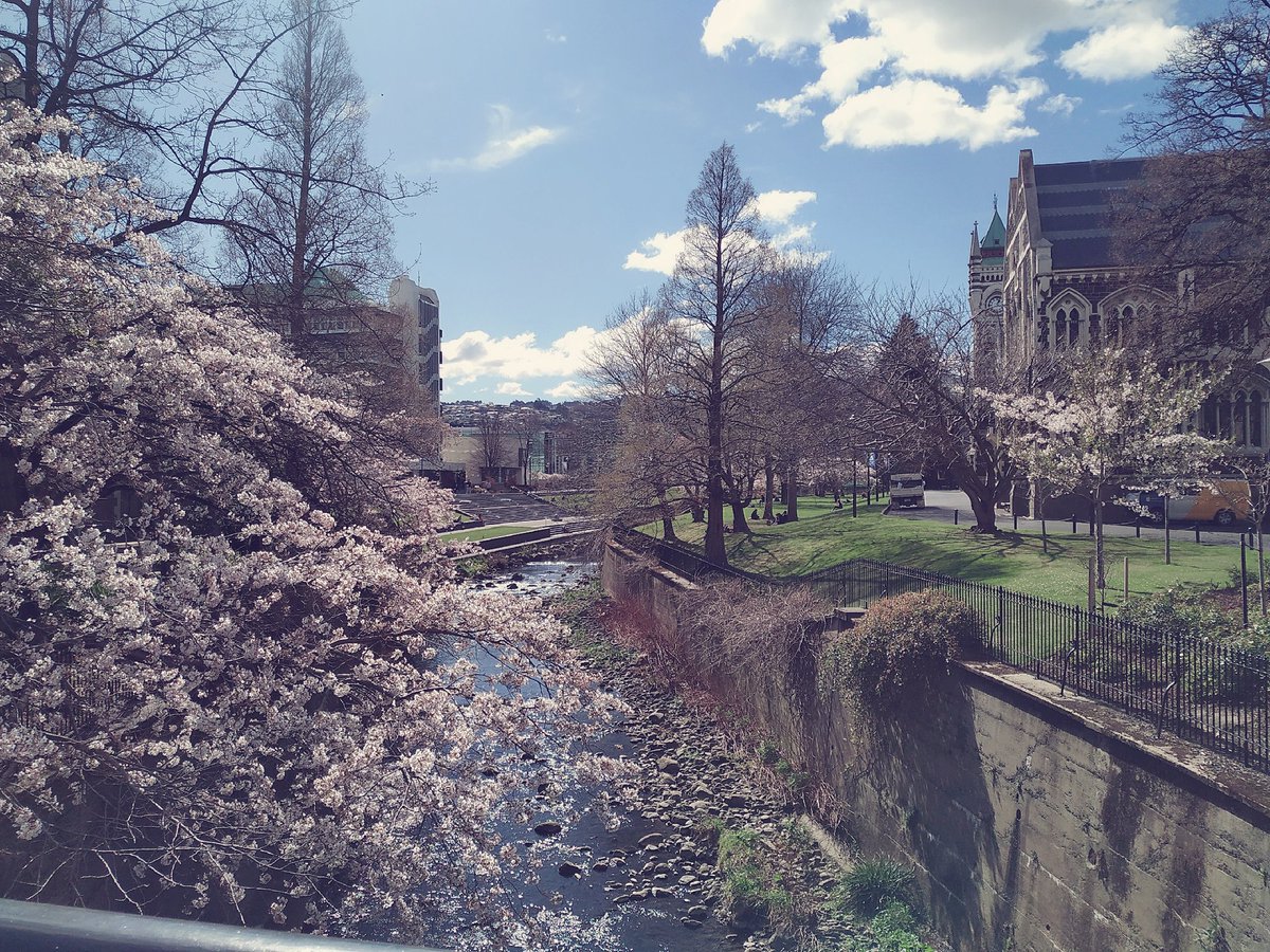 GraceSim8's tweet photo. The arrival of Spring !
#otagouniversity #sakura #cherryblossom #NZ https://t.co/f9rgNZNI6Q