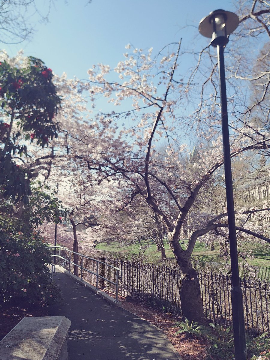 GraceSim8's tweet photo. The arrival of Spring !
#otagouniversity #sakura #cherryblossom #NZ https://t.co/f9rgNZNI6Q