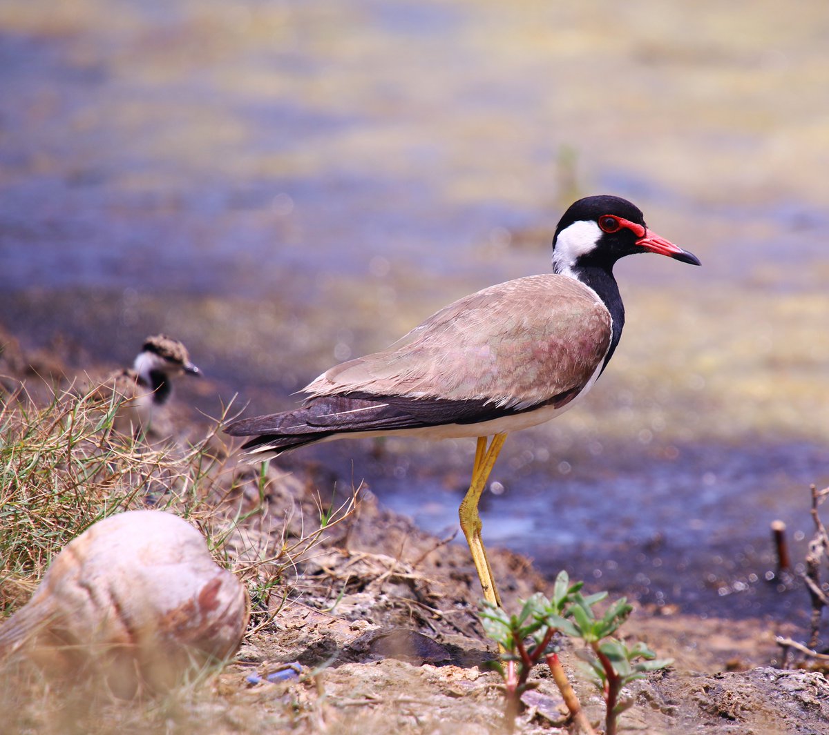 Birds of Hambantota! It's not just peacocks that can be sighted across the resort. You'll be able to spot an abundance of tropical birds including Grey-headed fish eagles, Pipits and Red Wattled Lapwings.

#ShangriLaHambantota #WildLife #BirdWatching #AWorldOfWonder