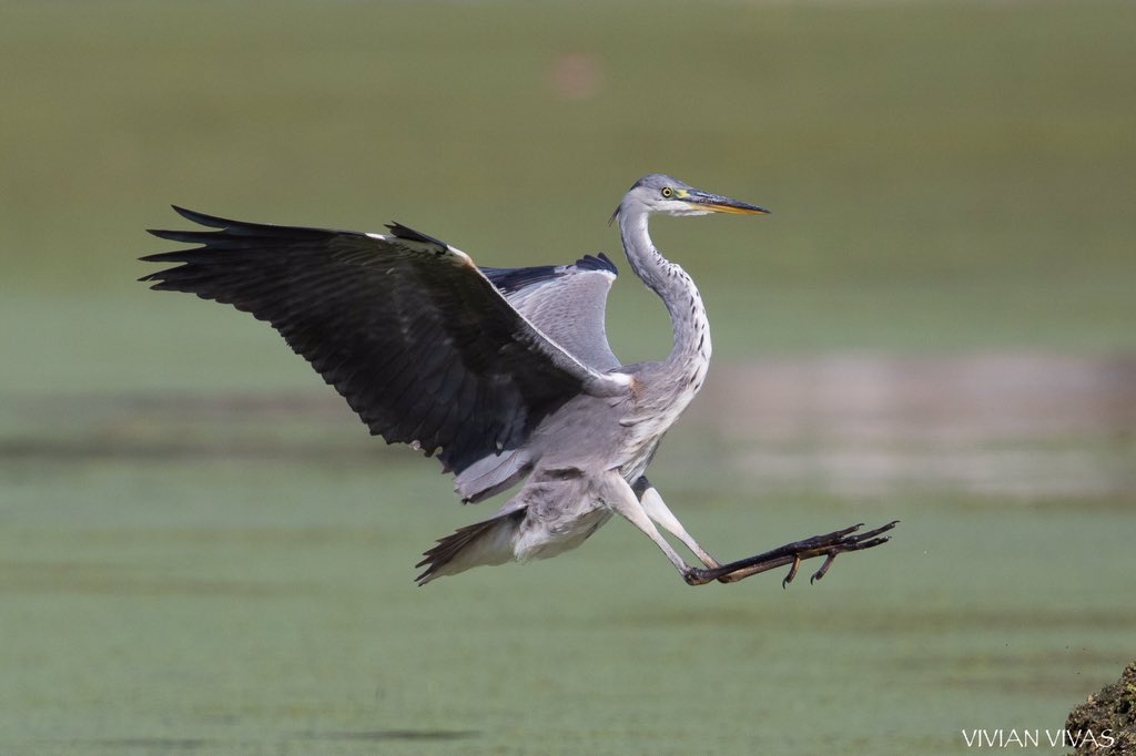 vivivivas1's tweet photo. Garza Real_Grey Heron Mequinenza. España #birdsfreaks #best_birds_of_ig #best_birds_planet #your_best_shots #your_best_birds #bichosdomundo #planet_birds #birds_private #birds_adored #naturephotography #wildlifephotography #photography #aves #explore #canon https://t.co/x2oPWgnajJ