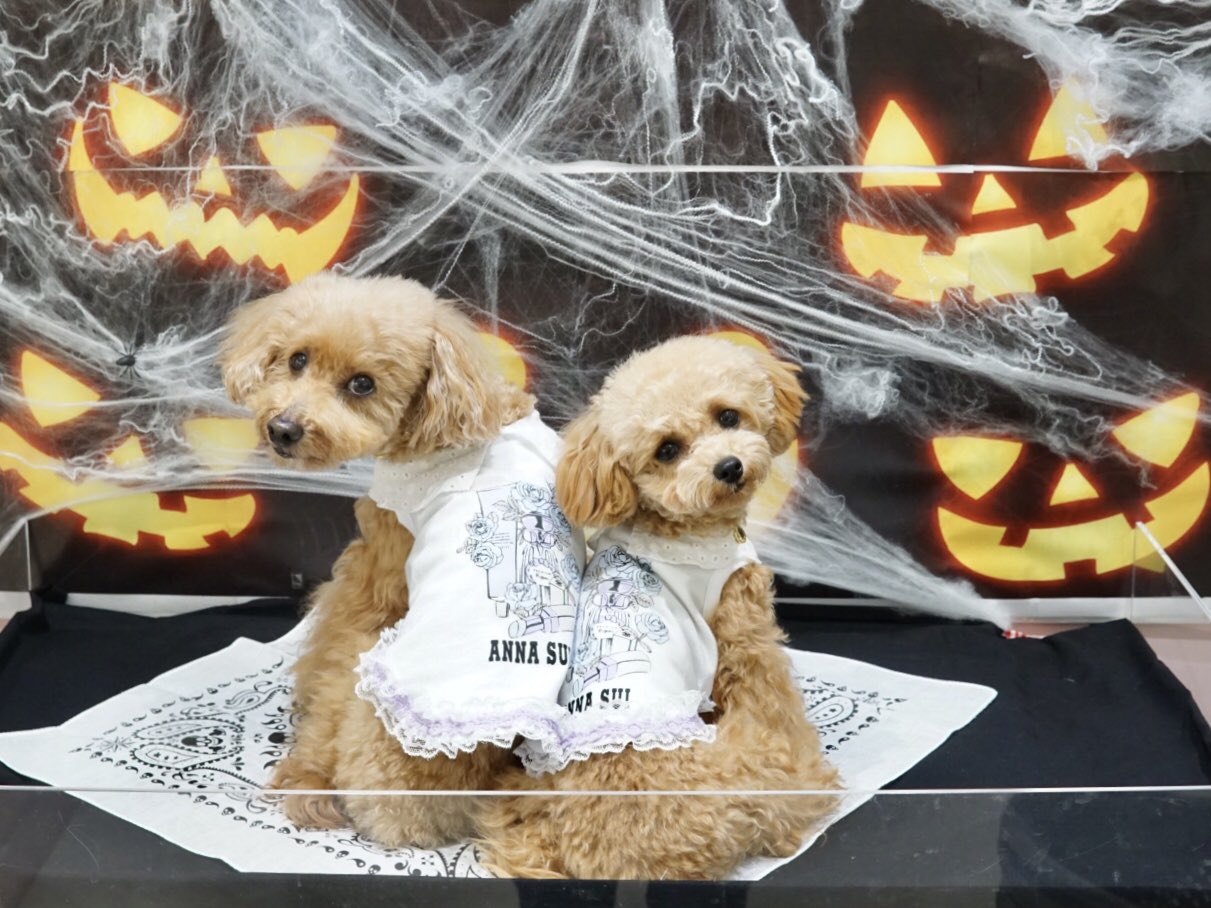 かのんママ ジョーカー伊勢丹浦和の撮影スポットにて お洋服はanna Sui かのんmサイズ のんのんxsサイズ ペットショップジョーカー ジョーカー Joker 浦和 伊勢丹浦和 撮影スポット Calulu トレードワークス Annasui アナスイ 犬のお洋服 犬