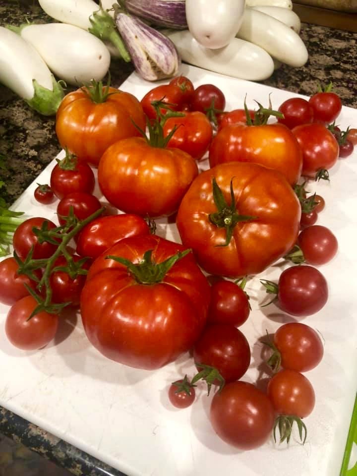 vegepod's tweet image. I was away for 12 days and came back to a market garden! 🍅🍆🌽

reposting - Rochelle Sutton on Vegepod Owners FB

 #Podtoplate #homeharvest #patchtoplate #harvest #goodfood #cleaneating #raisedgardenbed #growyourown #growfood #growyourownfood #eatwhatyougrow