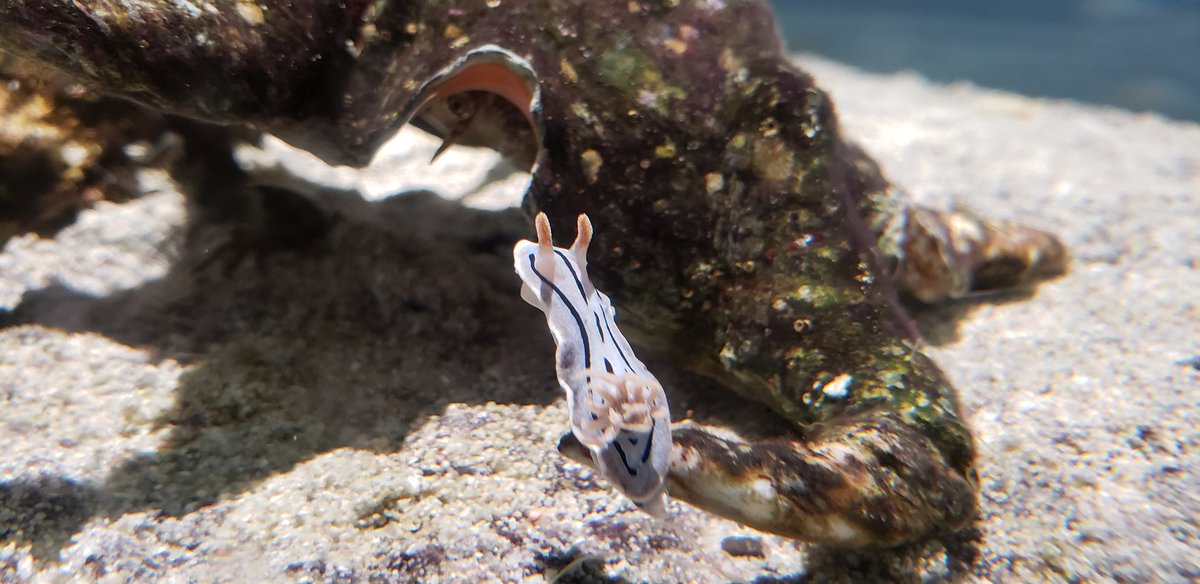 ミカンカン ウミウシかわいいよね 展示の数も種類も他より多い