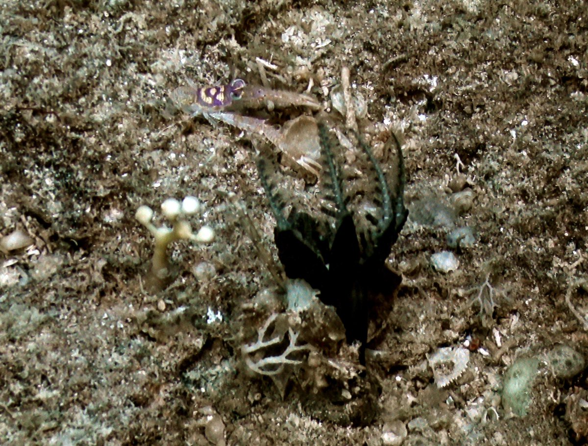 SBM_Concarneau's tweet photo. #KANADEEP2 #LaPlanéteRevistée Découverte du très rare Holopus alidis #Echinodermes qui s'avère vivre dans des zones difficilement échantillonnables. Les spécimens nombreux sont de petite taille. @Le_Museum @Ifremer_fr @ISYEB_UMR https://t.co/3ZKecW1sP2