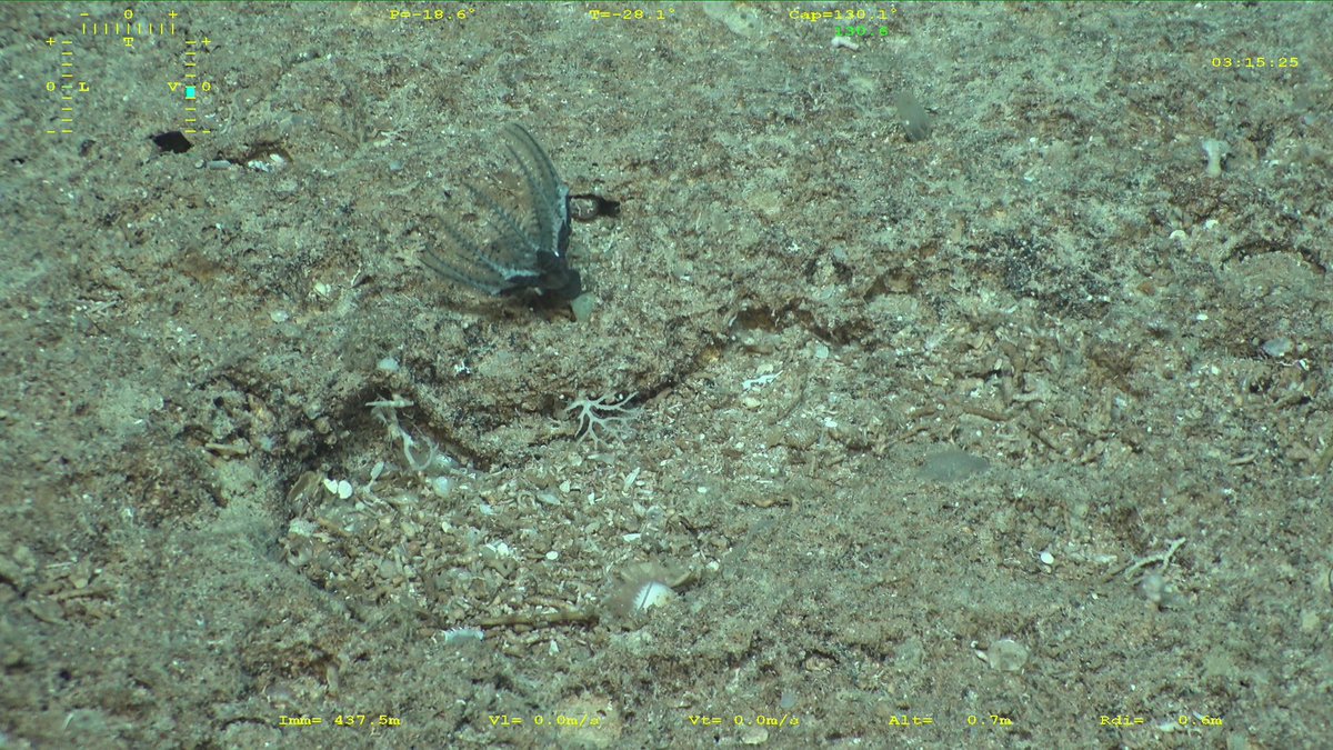 SBM_Concarneau's tweet photo. #KANADEEP2 #LaPlanéteRevistée Découverte du très rare Holopus alidis #Echinodermes qui s'avère vivre dans des zones difficilement échantillonnables. Les spécimens nombreux sont de petite taille. @Le_Museum @Ifremer_fr @ISYEB_UMR https://t.co/3ZKecW1sP2