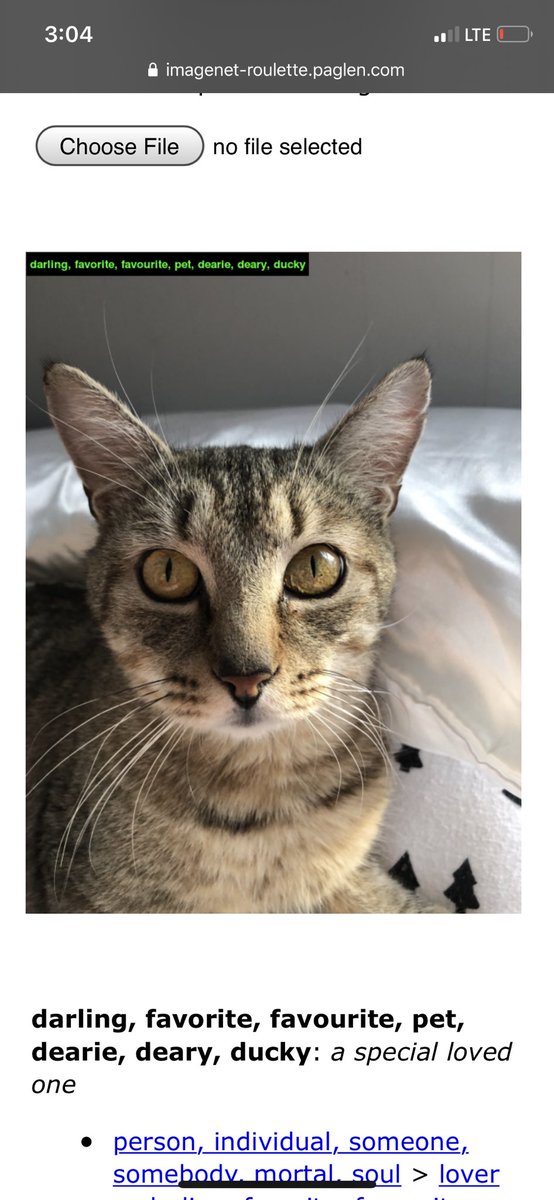 purriwinklez's tweet image. they weren’t wrong #imagenetroulette