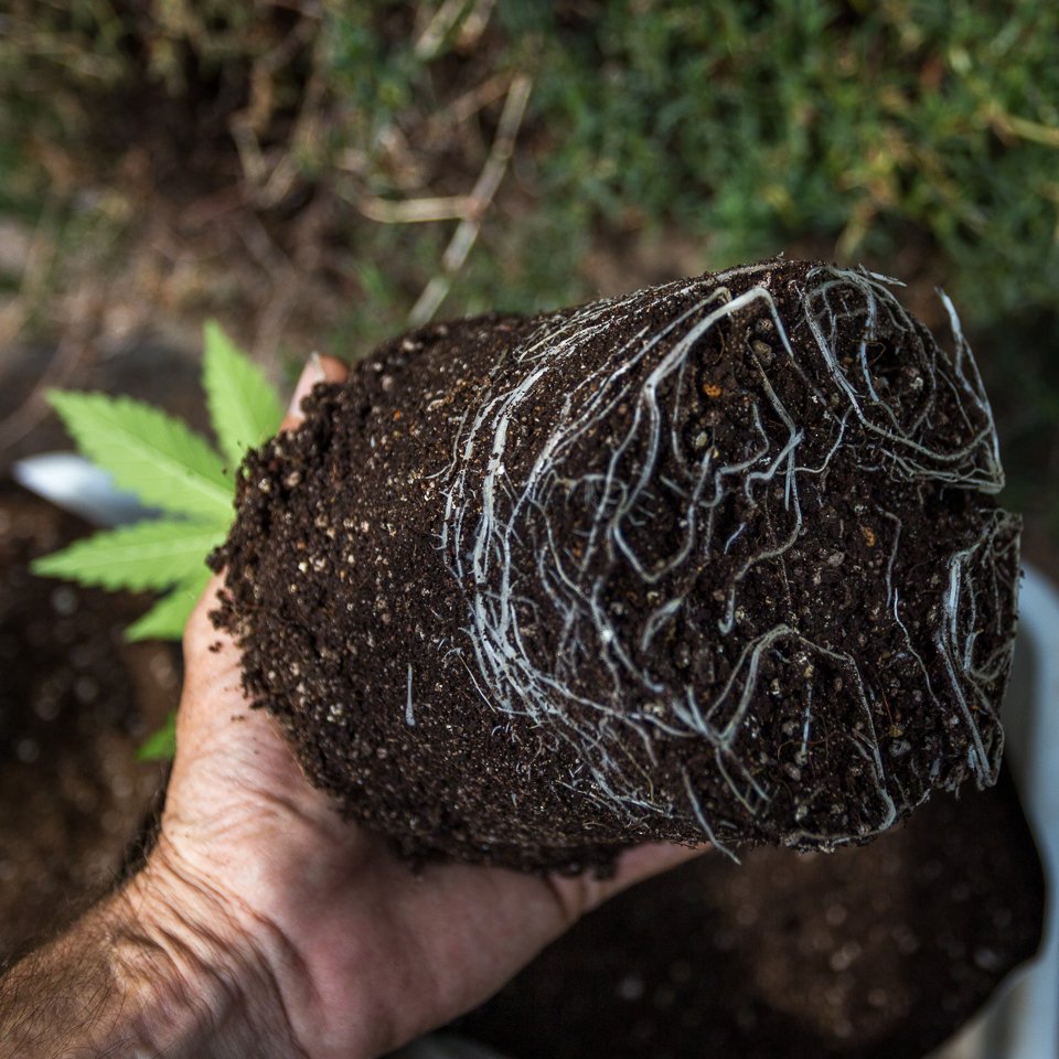 DaggafonteinG's tweet photo. After 34 days, the root structure of this DG Buffalo Cheese is looking very healthy in @freedomfarmsza grow medium 🌱 Time to repot!

Visit us at https://t.co/e8oxml1SkH to order your seeds and take advantage of our 🚀SEPTEMBER LAUNCH SPECIAL 🚀

#DGbuffaloCheese #daggafontein https://t.co/G3ZxX45EqV