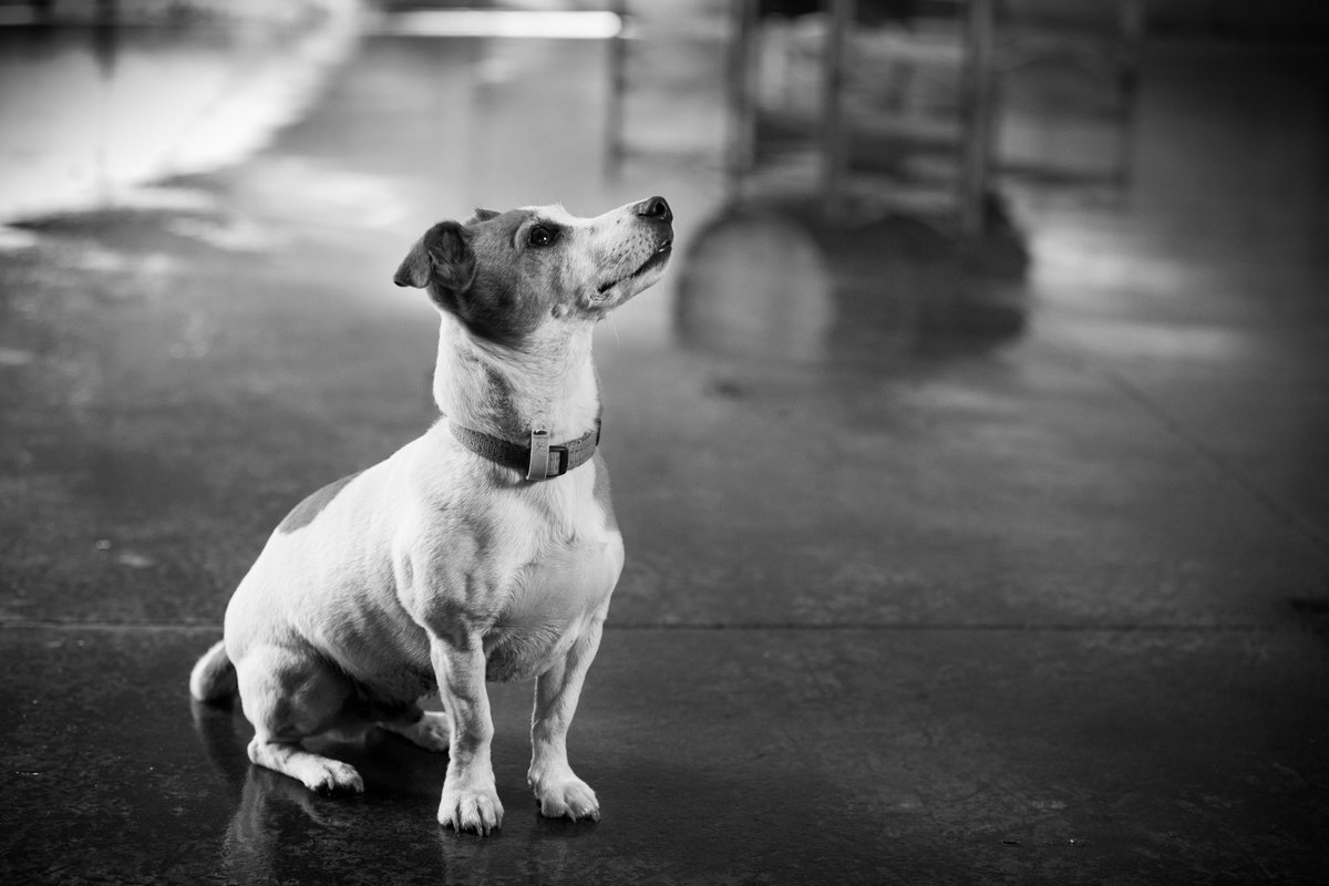 My little man. Archie 😍

#winerydog #winelife #winedog #winelover #JackRussellTerrier #winerylife