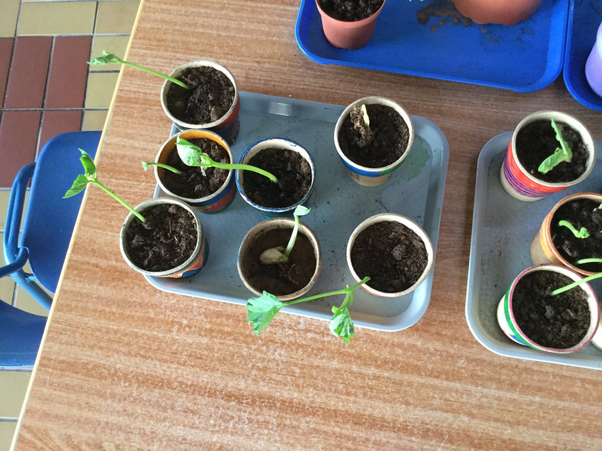chertz_h's tweet photo. From seed to plant. Ss in #grade4 at #wbaiseslearns being scientists #NGSS. Ways to sprout white bean seeds, and what conditions white beans need to grow. https://t.co/DXJ62kSupZ